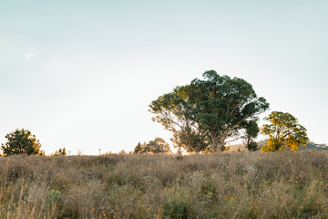 A woman running freely through a golden field with her dog at sunset, framed by trees