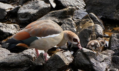 Egyptian Goose (Alopochen aegyptiaca) with cute gosling on dark rocks