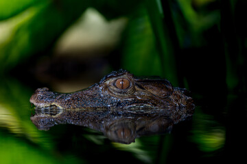 Caïman nain de cuvier (palosuchus palpebrosus)