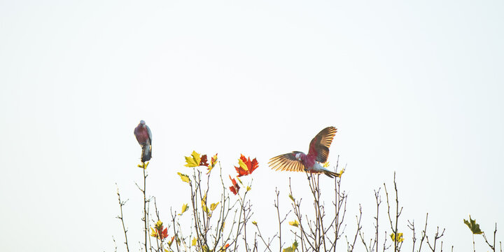 Two galahs share a quiet moment atop a tree, one taking flight as autumn leaves