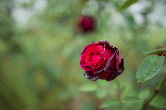 A deep red rosebud dusted with morning dew stands out against a soft, dreamy green background