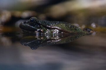 Petite Grenouille Verte d'Europe
