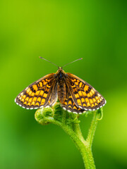 Fototapeta premium Heath Fritillary Butterfly on a Fern