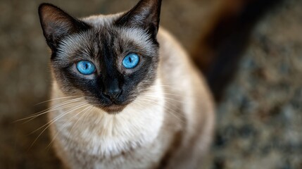 Siamese Cat Portrait: Striking Siamese cat with piercing blue eyes, elegant features, and a captivating gaze.  Its creamy fur contrasts beautifully against its dark points. 