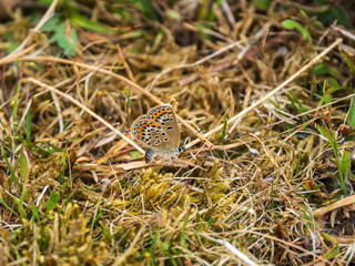Female Silver-studded Blue Butterfly Egg Laying