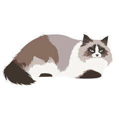 Obraz premium Ragdoll cat art illustration drawing vector