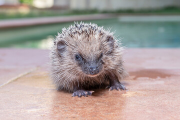 A hedgehog is photographed while looking into the camera lens