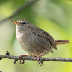 ES: Chochín común posado en una rama
EN: Eurasian wren perched on a branch
