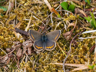 Female Silver-studded Blue Butterfly With its Wings Open