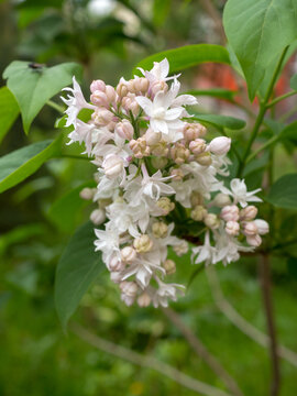 branch of blooming white lilac in spring closeup