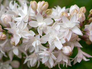 blooming white lilac in spring