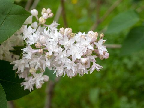 blooming white lilac in spring closeup