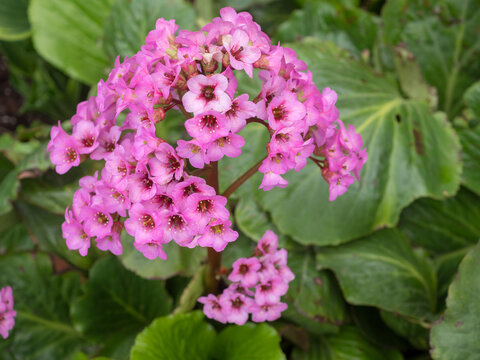 blooming saxifrage in spring
