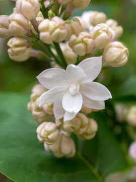 white lilac in spring close up