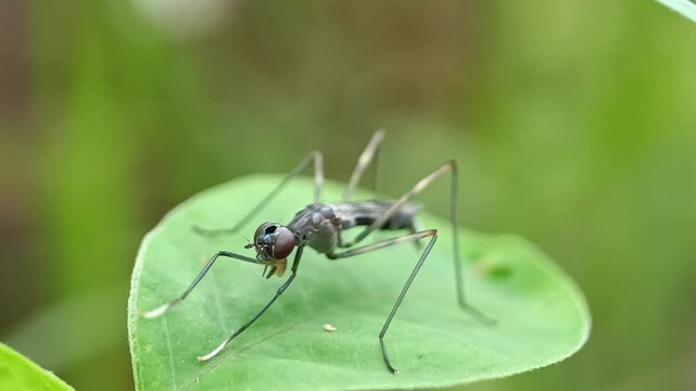 Macro Video of Black Ants on Leaves &ndash; Nature Focus