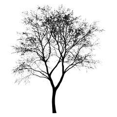Obraz premium Fir Tree tree illustration silhouette vector