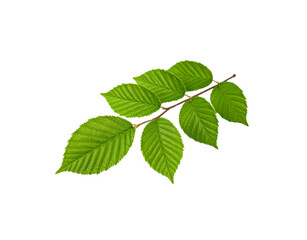 Obraz premium Fresh green hornbeam leaves on a twig showcasing intricate venation and serrated edges