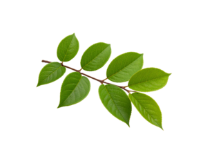 Fresh Green Leaves on a Branch Veined Texture Natural Light Botanical Detail