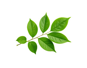 Fototapeta premium Fresh Green Leaves on a Branch with Visible Veins and Serrated Edges (1)