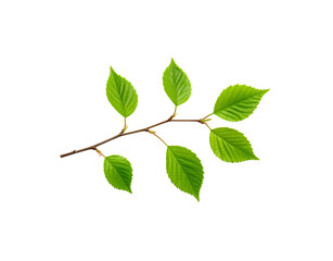 Fototapeta premium Fresh green leaves on a twig vibrant and detailed against a transparent backdrop