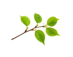 Obraz premium Fresh green leaves sprouting on a slender branch illuminated with vibrant spring light