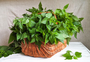 Freshly harvested nettle, Urtica dioica, leaves in a wicker basket, once used by our ancestors in pharmacology for healing, now valued for natural remedies and healthy culinary use.