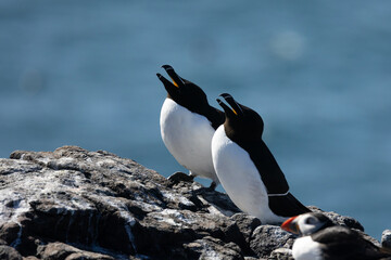 A pair of Razorbills (Alca torda) with beaks open and the sea behind on Farne Islands, Northumberland, UK in April, Springtime