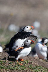 A pair of mating Puffins (Fratercula arctica) Farne Islands, Northumberland, UK in Spring