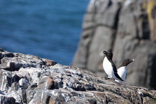 Two Razorbills (Alca torda) on the rocky cliffs of the Farne Islands, Northumberland, UK in April, Springtime