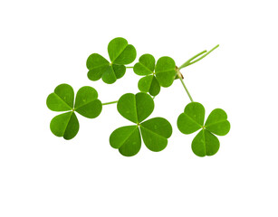 Obraz premium Fresh Shamrock Sprig Vibrant Green Leaves and Delicate Stems on Transparent