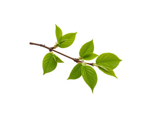 Obraz premium Fresh spring branch with vibrant green leaves and budding tips detailed veins