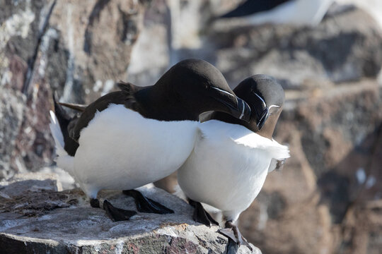 A cute pair of Razorbills (Alca torda) Farne Islands, Northumberland, UK in April, Springtime