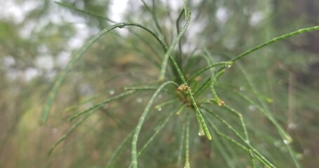 Casuarina equisetifolia leaves, wet after rain