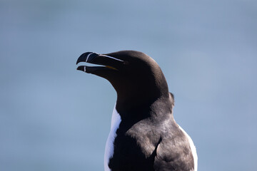 Razorbill (Alca torda) head and upper body. Farne Islands, Northumberland, UK in April, Springtime