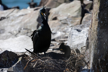 Pair of Shags (Gulosus aristotelis) on their cliff side nest. Farne Islands, UK