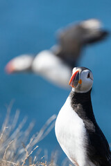 Portrait of a Puffin (Fratercula arctica) looking towards the camera with another puffin flying in the background. Farne Islands, Northumberland, UK in Spring