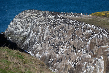 A colony of Guillemots (Uria Aalge) on the rocky cliffs with the sea behind. Farne Islands, Northumberland coast, UK in April, Springtime
