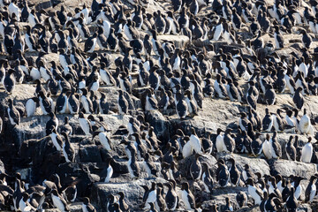 A colony of Guillemots (Uria Aalge) on the rocky cliffs of the Farne Islands, Northumberland coast, UK in April, Springtime