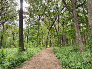Woodland Trail Through Lush Green Forest During Springtime
