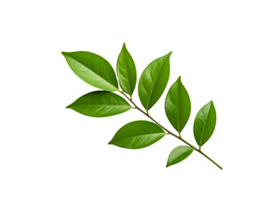 Glossy Green Leaves on a Branch Veins Visible Isolated on Transparent