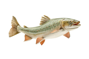 Fototapeta premium Realistic trout with red spots