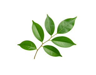 Glossy Green Leaves on a Delicate Stem Veins Visible Isolated