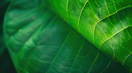 Matte Texture Green Background Design: Modern, Soft, and Visually Appealing for Creative Projects