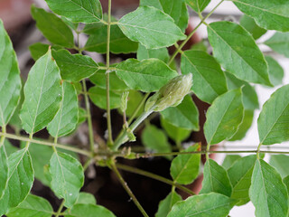 Wisteria flower bud. Close-up. Wisteria in a pot