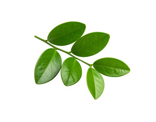 Glossy green Zamioculcas zamiifolia branch with six oval leaves isolated
