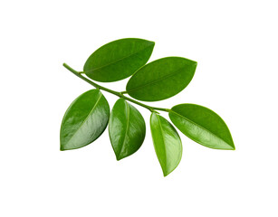Glossy Green Zamioculcas Zamiifolia Leaves on a Branch Isolated