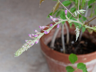 Wisteria flower bud. Close-up. Wisteria in a pot