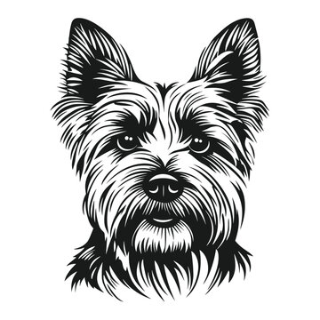 Yorkshire terrier face linear art illustration drawing vector
