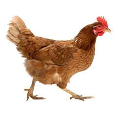 Fototapeta premium A realistic brown hen isolated on transparent background