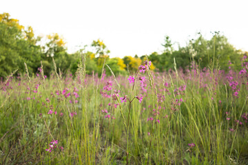 Wildflowers and Grass Meadow at Sunset